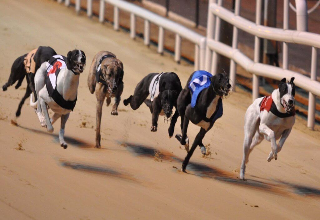 Greyhound racing Real money wager at online bookmakers